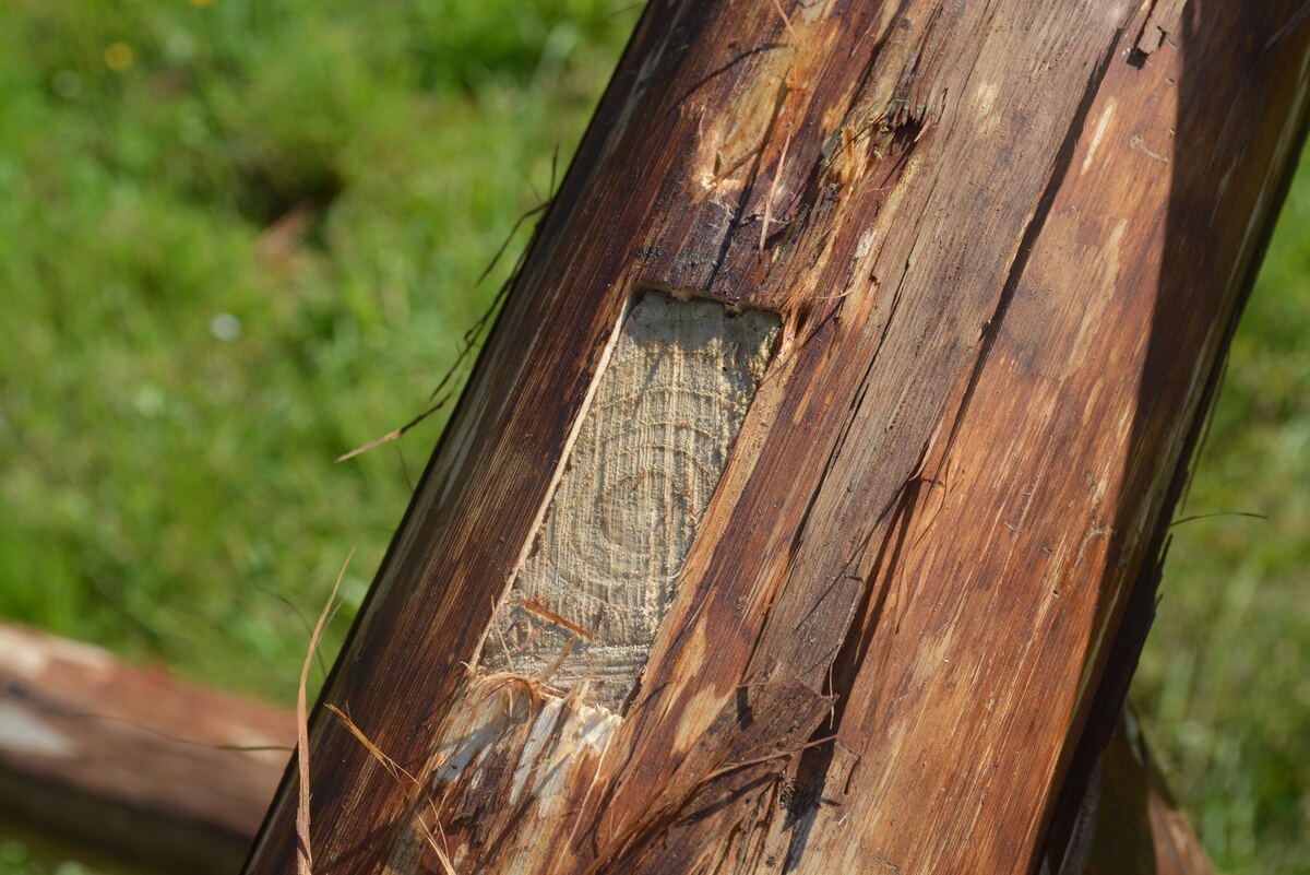 Close-up of a felled trunk showing tree rings and grain
