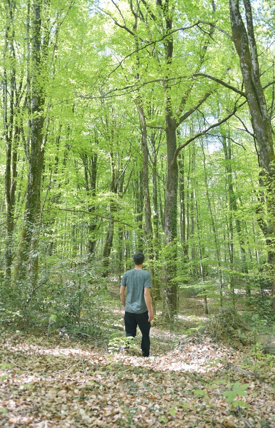 Nicolas Rohart s'éloignant en sous-bois, silhouette entre les fûts