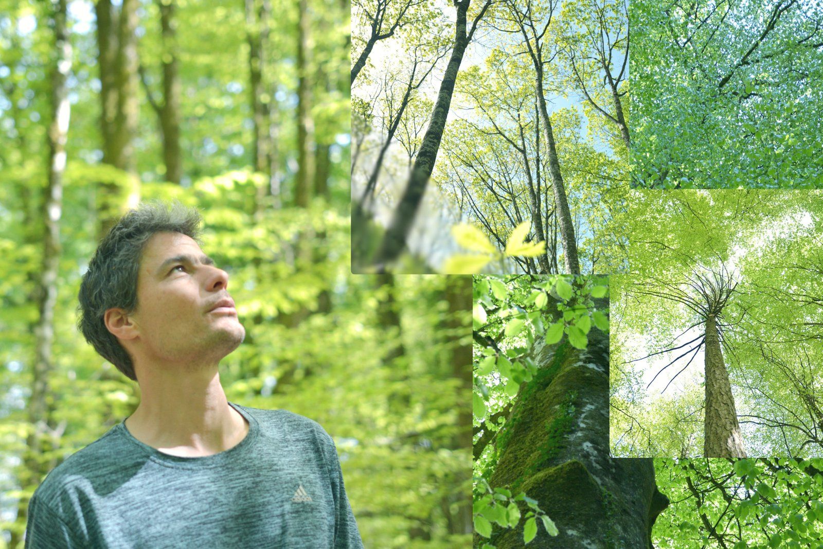 Nicolas Rohart assessing a beech stand in the forest, canopy detail