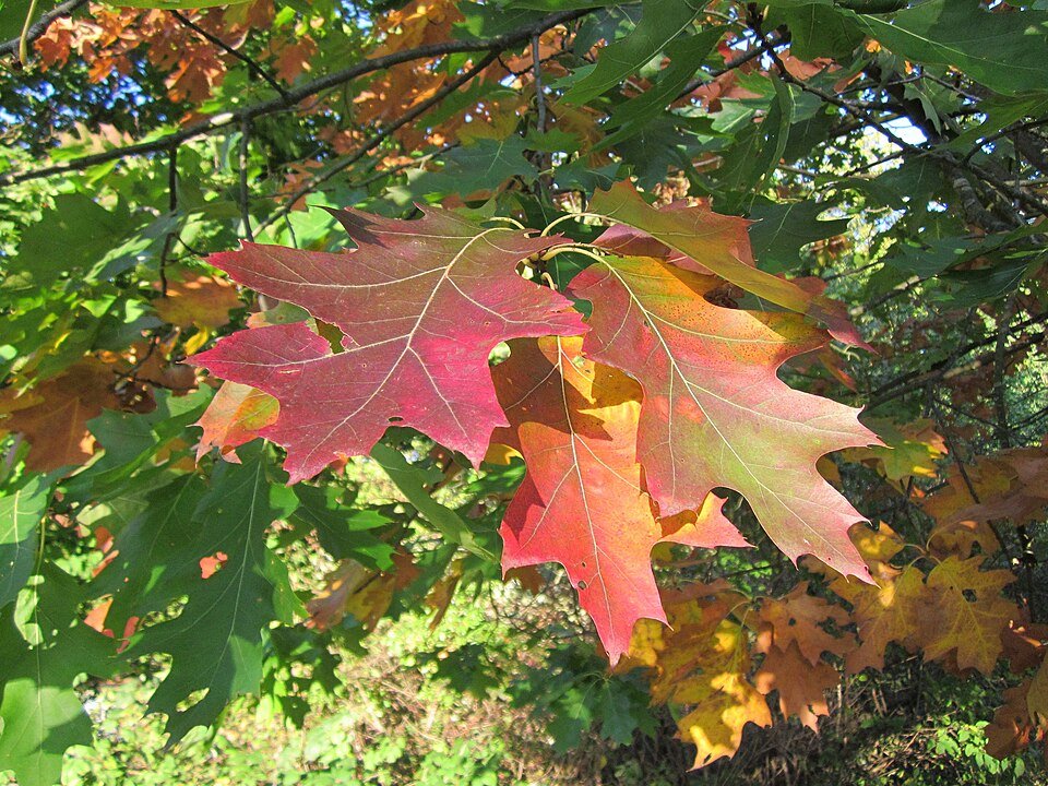 Feuilles de chêne rouge en automne