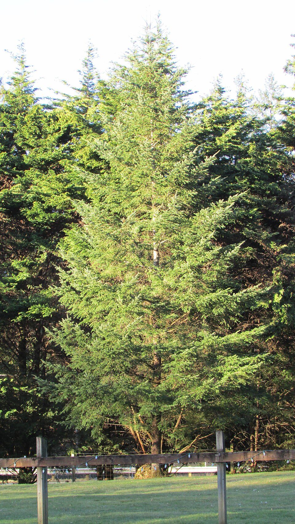 Douglas en lisière de prairie, près d'Issaquah (Washington, États-Unis)