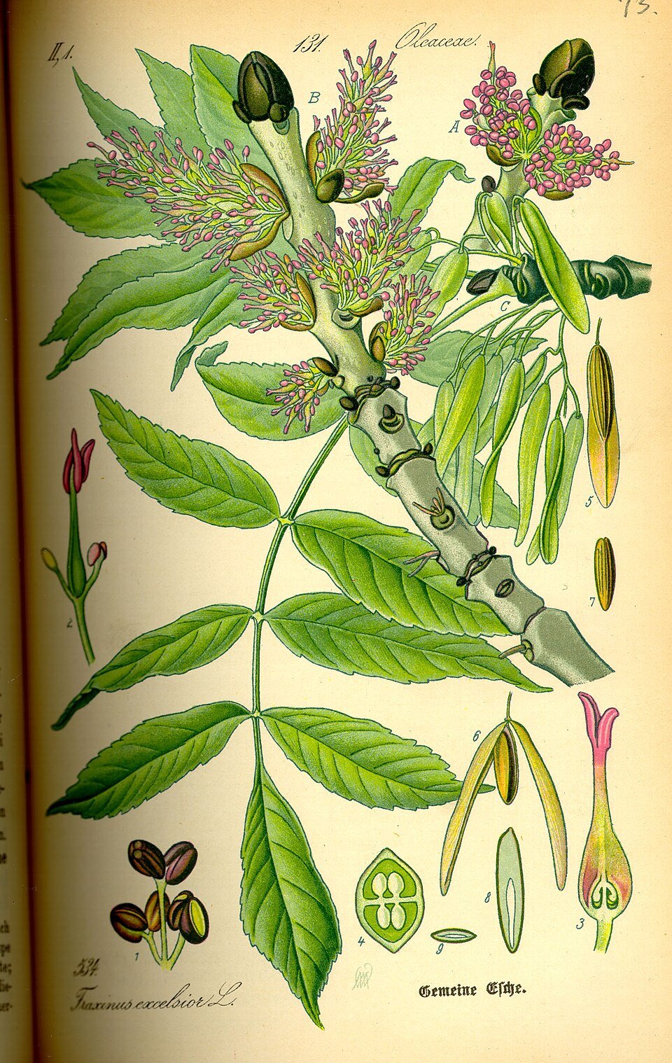 Planche botanique du frêne commun (Fraxinus excelsior), 1885