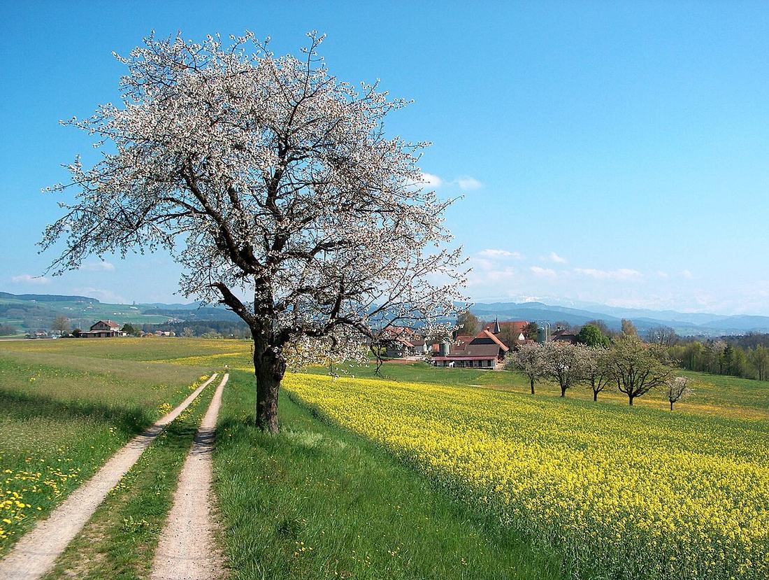 Merisier en fleurs au printemps, dans un paysage rural