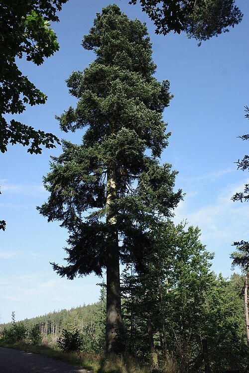 Sapin pectiné remarquable à Tambach-Dietharz (Allemagne)